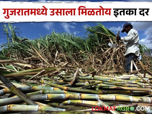 Gujarat is always top in sugarcane price than Maharashtra | Sugarcane Price महाराष्ट्रापेक्षा गुजरात ऊस दरात कायमच ठरतोय अव्वल