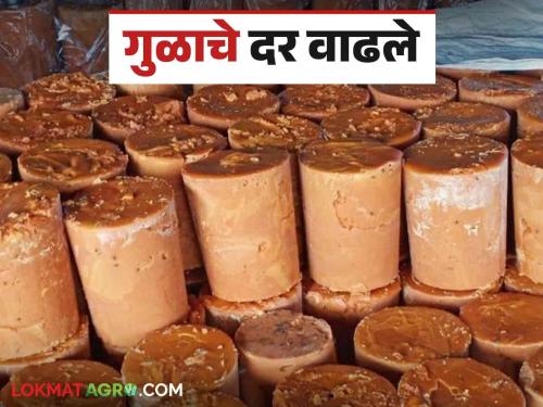 Kolhapur Gul Market : Increase in jaggery prices after closure of auction in Kolhapur market committee | Kolhapur Gul Market : कोल्हापूर बाजार समितीमध्ये सौदे बंद पाडल्यानंतर गूळ दरात वाढ