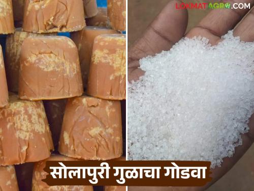 Solapur sugar in Uttarakhand and jaggery in Assam; 2.70 crores earned from jaggery export | सोलापूरची साखर उत्तराखंडमध्ये तर गूळ आसाममध्ये; गूळ निर्यातीमधून २.७० कोटी मिळाले