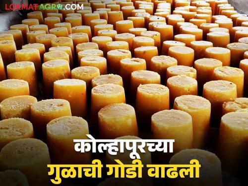 Kolhapur Gul Bajar Bhav : How Gul jaggery got the price in Muhurta deal in Kolhapur Bazaar Committee | Kolhapur Gul Bajar Bhav : कोल्हापूर बाजार समितीत मुहूर्ताच्या सौद्यात गुळाला कसा मिळाला दर