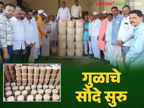 Gul Bajar Bhav : On the occasion of Padava, the jaggery market start Read more about how the prices are getting | Gul Bajar Bhav : पाडव्याच्या मुहूर्तावर गूळ सौद्यांना सुरवात कसा मिळतोय दर वाचा सविस्तर