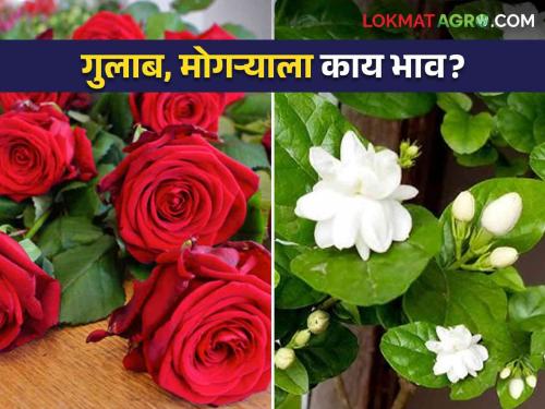 Latest News Flowers Market Demand for flowers increased during Ganeshotsav, see parice roses and mogra | Flowers Market : गणेशोत्सवात फुलांना मागणी वाढली, गुलाब, मोगऱ्याला काय दर मिळतोय? 