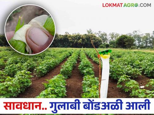 If you see a domkali in cotton, understand that it is bollworm come in crop.. Do this simple solution | कपाशीमध्ये दिसली डोमकळी तर समजून घ्या आली ही अळी.. करा हे सोपे उपाय