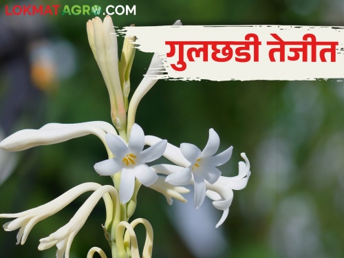 In the spiritual city of Pandhari | अध्यात्म नगरी पंढरीत फुलांचा सुगंध दरवळला; कसा मिळतोय दर