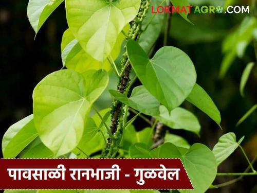 latest News Ranbhaji One remedy for nine diseases gulvel, see how to make gulvel kadha or bhaji | Ranbhajya : नऊ आजारांवर एकच उपाय गुळवेल, गुळवेलचा काढा अन् भाजी कशी बनवायची?