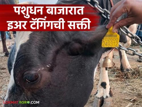 Latest News No buying and selling of cattle without ear tagging in Chalisgaon market | 'या' बाजारात इअर टॅगिंगशिवाय गुरांची खरेदी-विक्री होणार नाही, वाचा सविस्तर 