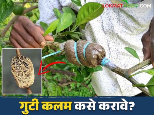 Guti Kalam : Read in detail how to air layering in pomegranate and Guava fruit crops | Guti Kalam : डाळिंब व पेरू फळझाडांमध्ये गुटी कलम कसे करावे वाचा सविस्तर