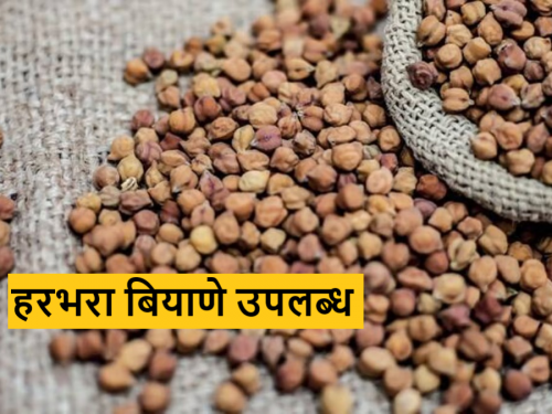 Latest News Harbhara seed available in Parbhani Agricultural University, know in detail  | Harbhara Seed : परभणी कृषी विद्यापीठात हरभरा बियाणे उपलब्ध, जाणून घ्या सविस्तर 