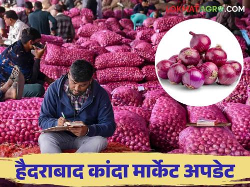 Latest news Kanda Market price Hyderabad market getting for old and new onions Read in detail  | Kanda Market : हैदराबाद मार्केटला जुन्या-नव्या कांद्याला काय भाव मिळतोय? वाचा सविस्तर 