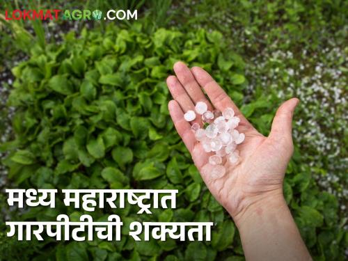 Latest News Maharashtra Rain Update Chance of hailstorm in ten districts of Madhya Maharashtra, know in detail  | Maharashtra Rain Update : मध्य महाराष्ट्रातील दहा जिल्ह्यात गारपीटीची शक्यता, जाणून घ्या सविस्तर 