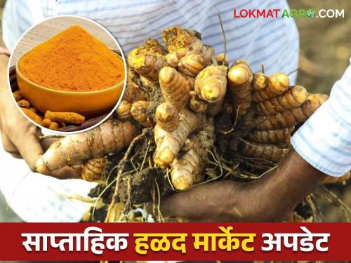 Latest news halad market Turmeric market price down, see last week market price | Weekly Halad Market : हळद बाजारभावात घसरण, मागील आठवड्यात काय बाजारभाव मिळाला?