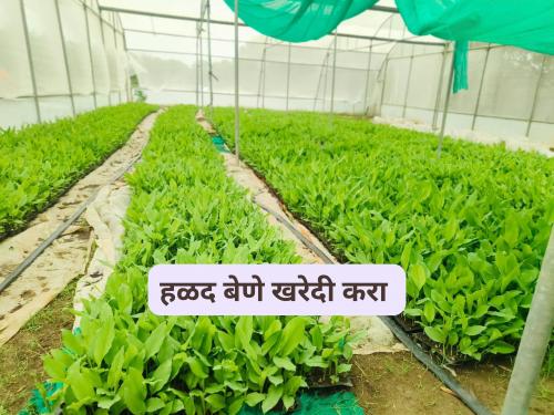 Latest News Halad Lagvad Salem variety of turmeric seedlings for sale at Rs 3 per seedling, buy from here | हळदीच्या सेलम वाणांच्या रोपांची 3 रुपये प्रतिरोपाने विक्री, इथून करा खरेदी 