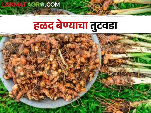 Price of quintal of turmeric seed is five thousand rupees; the other side, there is a shortage of turmeric seed | हळदीच्या बेण्याला पाच हजार रुपये क्विंटलचा भाव; दुसरीकडे बेण्याचा जाणवतोय तुटवडा