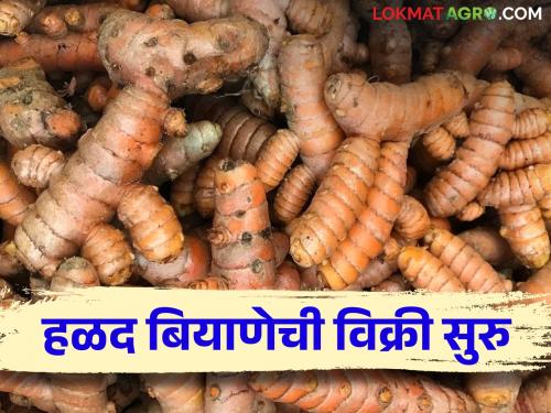 Potential for growth in turmeric sector; | हळदीच्या क्षेत्रात वाढ होण्याची शक्यता; बियाणाचा दर वाढला