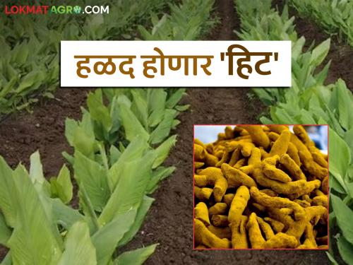 latest news Kharif Season: Turmeric will be a hit; Will soybeans need a 'break'? Read in detail | Kharif Season : हळद होणार हिट; सोयाबीनला लागणार का 'ब्रेक'? वाचा सविस्तर