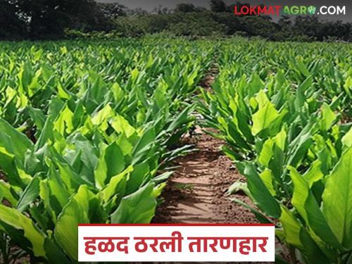 latest news Kharif Crop Cultivation: Heavy rains hit, but farmers still support turmeric cultivation Read in detail | Kharif Crop Cultivation : अतिवृष्टीचा फटका, तरीही हळदीची लागवड शेतकऱ्यांचा आधार वाचा सविस्तर