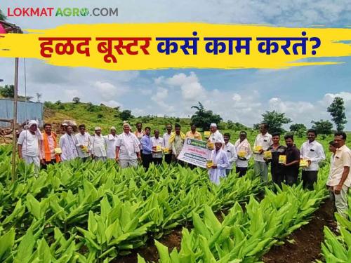 Latest News Use of 'Turmeric booster' for micronutrients in halad crop see details | Turmeric Booster : हळद बूस्टर वापरण्याची पद्धत, त्याचे फायदे काय? जाणून घ्या सविस्तर 