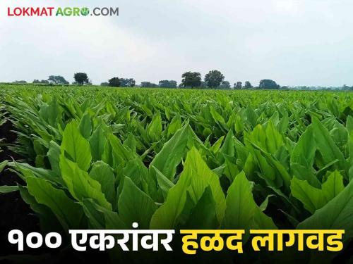 Turmeric got a good price last year.. This year also farmers prefer turmeric crop | गतवर्षी हळदीला मिळाला चांगला भाव.. यंदाही शेतकऱ्यांची हळद पिकाला पसंती