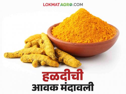 Turmeric Market : Prices of turmeric in the market yard decreased; Read this rate in detail | Turmeric Market : मार्केट यार्डात हळदीची आवक घटली; हा मिळतोय दर ते वाचा सविस्तर