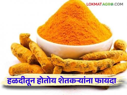 Halad Bajar Bhav : Turmeric get higher rates in Risod | Halad Bajar Bhav : रिसोडमध्ये हळदीला मिळतोय अधिक दर; हळद उत्पादकांची दिवाळी गोड !