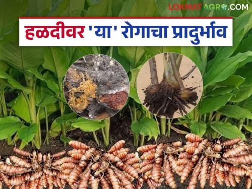 Disease On Turmeric: Outbreak of tuber disease on turmeric; Read in detail what will be the impact on production | Disease On Turmeric : हळदीवर कंदकूज रोगाचा प्रादुर्भाव; उत्पादनावर काय होईल परिणाम वाचा सविस्तर
