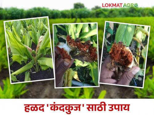 Halad Kand Kuj : How to manage kandamshi, karpa and kandkuj in turmeric crop | Halad Kand Kuj : हळद पिकातील कंदमाशी, करपा व कंदकुजचे कसे कराल व्यवस्थापन