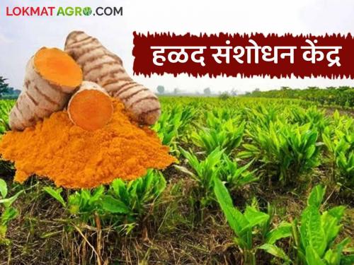 Turmeric Center : Turmeric Research Center to be set up at Wasmat; The project will be constructed in the next five years | Turmeric Center : वसमत येथील हळद संशोधन केंद्राचे पाऊल पडते पुढे; येत्या पाच वर्षात प्रकल्प निर्मिती होणार