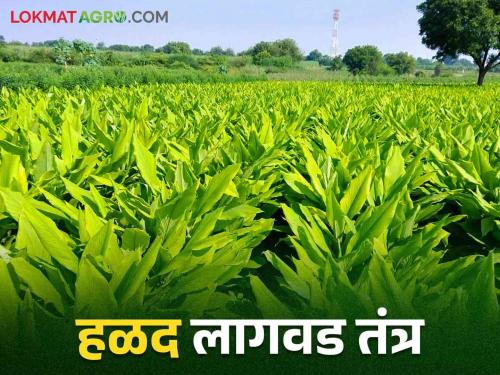 Halad Lagvad: These are the important tips for turmeric cultivation.. read in detail | Halad Lagvad: हळद लागवडीसाठी ह्या आहेत महत्वाच्या टिप्स.. वाचा सविस्तर