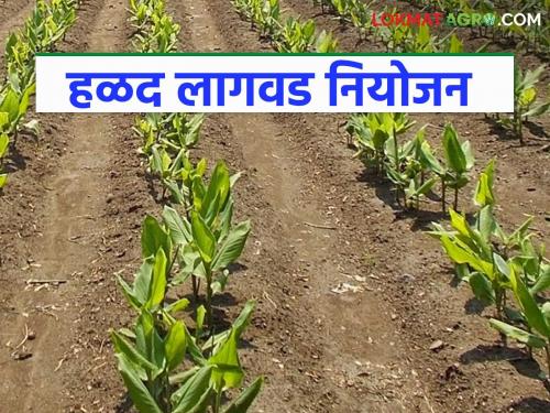 Thinking of growing turmeric? When and how to plant? Find out in detail | हळद पिक घेण्याचा विचार करताय? कधी व कशी कराल लागवड? जाणून घ्या सविस्तर