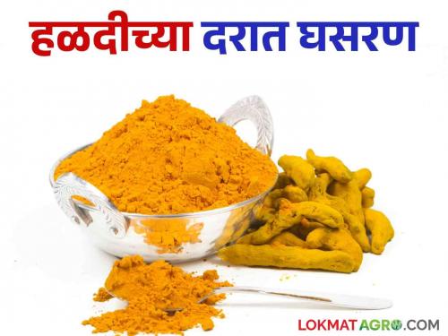 Turmeric Market: Prices decrease due to increased arrival of turmeric  | Turmeric Market : हळदीची आवक वाढल्याने दरात घट 