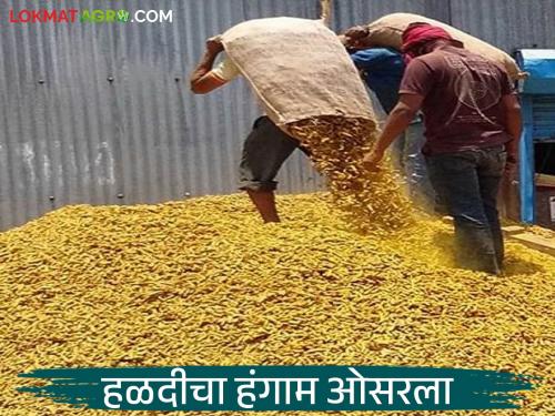 latest news Halad Market: Halad arrivals slow in Hingoli; Market Committee advises 'this' read in details | Halad Market : हिंगोलीत हळदीची आवक मंदावली; बाजार समितीने दिला 'हा' सल्ला वाचा सविस्तर