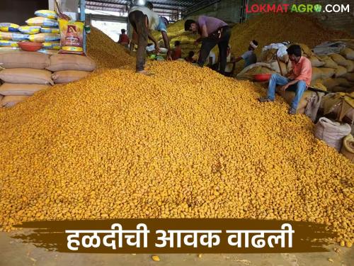 latest news Halad Market: Turmeric arrivals increased; but prices have slowed down | Halad Market : हळदीची आवक वाढली; मात्र दर मंदावलेच वाचा सविस्तर
