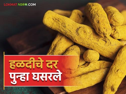 Turmeric prices fall again in Risod's market committee; Read what rate For Quintal is getting | रिसोडच्या बाजार समितीत हळदीचे दर पुन्हा घसरले; वाचा प्रतीक्विंटल काय मिळतोय दर