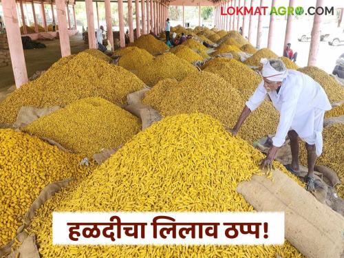 latest news Halad Market: halad auction halted in Hingoli; Transactions will resume on 'this' day Read in detail | Halad Market : हिंगोलीत हळदीचा लिलाव ठप्प; 'या' दिवशी पुन्हा व्यवहार सुरळीत होणार वाचा सविस्तर