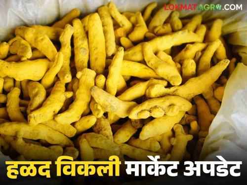 Latest News Halad Market Update Turmeric prices down, market price in Sangli market last week  | Halad Market Update : हळदीच्या दर घसरले, मागील आठवड्यात सांगली बाजारात बाजारभाव कसे होते? 