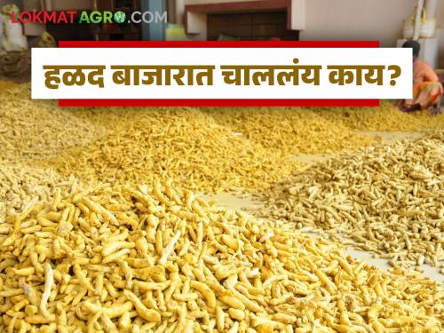 latest news Halad Market: Exclude Halad from NCDX futures market; Read farmers' demand in detail | Halad Market : 'एनसीडीएक्स'च्या वायदा बाजारातून 'पिवळे सोने' मुक्त करा; शेतकऱ्यांची मागणी वाचा सविस्तर