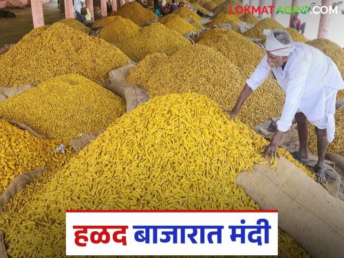 latest news Halad Market: Fall in halad prices; Farmers waiting even after three months | Halad Market : हळदीच्या दरात घसरण; तीन महिन्यांच्या प्रतीक्षेनंतरही शेतकऱ्यांना फटका