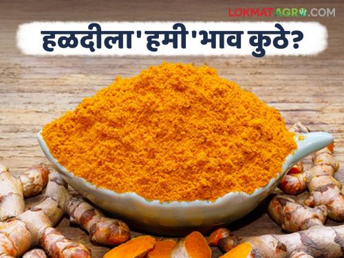 latest news Halad Market: Halad prices decreased; Did farmers' 'profits' go to traders? read in details | Halad Market : हळदीचा दर गडगडला; शेतकऱ्यांचा 'नफा' व्यापाऱ्यांकडे गेला? वाचा सविस्तर
