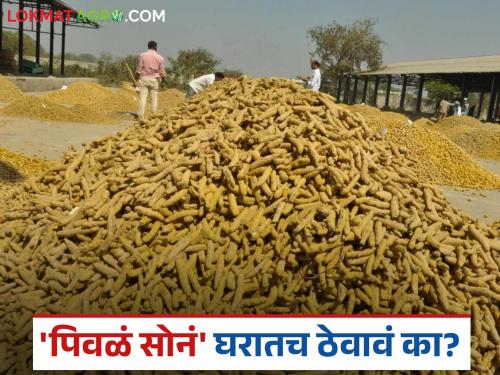 latest news Halad Market: Disappointment in turmeric prices! Time to keep the 'Halad' at home instead of selling it. Read in detail | Halad Market : हळदीच्या दरात निराशा! 'पिवळं सोनं' विक्रीऐवजी घरातच ठेवण्याची वेळ वाचा सविस्तर