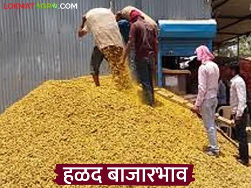latest news Halad Market: Halad market is declining; Read the reason in detail | Halad Market : हळद बाजारात होतोय घसरण; काय आहे कारण वाचा सविस्तर