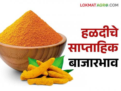 Latest News Halad Market How did prices of turmeric last week see details | Halad Market : हळद बाजारभावात घट, मागील आठवड्यात दर कसे राहिले? वाचा सविस्तर 