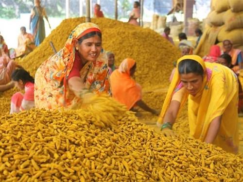 Latest News Halad Bajarbhav turmeric Market price in mumbai and hingoli halad market see details | Halad Bajarbhav : मुंबई बाजारात हळदीचा भाव टिकून, हिंगोली बाजारात काय बाजारभाव? 