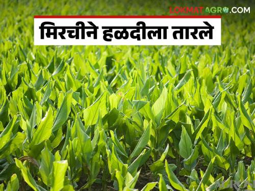 Crop Management : Chili is beneficial for protecting turmeric from carp...! | Crop Management : कृषी विभागाचे सर्वेक्षण ; हळदीला करप्यापासून संरक्षणासाठी मिरची फायदेशीर...!