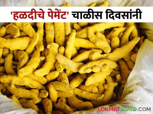 Payment for sale of turmeric is received after forty days; Farmers not get timely payment from buyers | हळद विक्रीचे पेमेंट मिळतेय चाळीस दिवसांनी; खरेदीदारांकडून मिळेनात शेतकरी बांधवांना वेळेवर पैसे