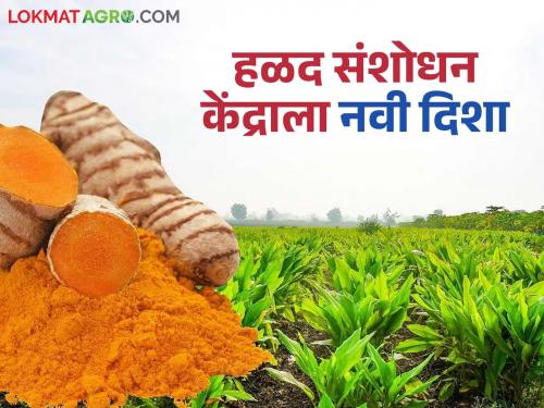 latest news Turmeric Research Center: Turmeric research promoted in Hingoli; Strict plan for milk production also read in detail | Turmeric Research Center : हिंगोलीत हळद संशोधनाला चालना; दूध उत्पादनासाठीही काटेकोर योजना वाचा सविस्तर