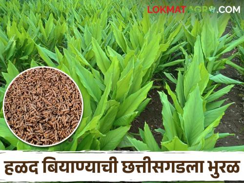 Latest News Turmeric seeds of Rahuri Agricultural University were attracted to Chhattisgarh company | राहुरी कृषि विद्यापीठाच्या 'या' बियाण्याची छत्तीसगडला भुरळ का पडली? वाचा सविस्तर 