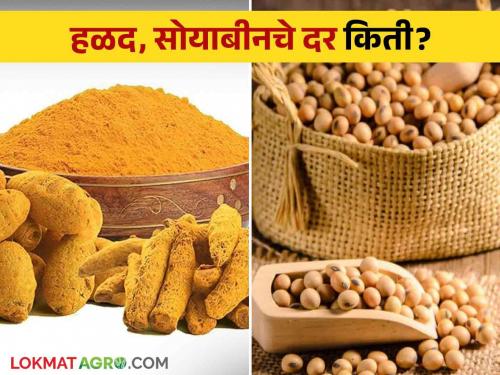 Turmeric, which fell, increased by five hundred and soybeans by three hundred; Read the exact price in detail | घसरलेली हळद पाचशे तर सोयाबीन तीनशेंनी वधारले; नक्की काय भाव मिळाला वाचा सविस्तर