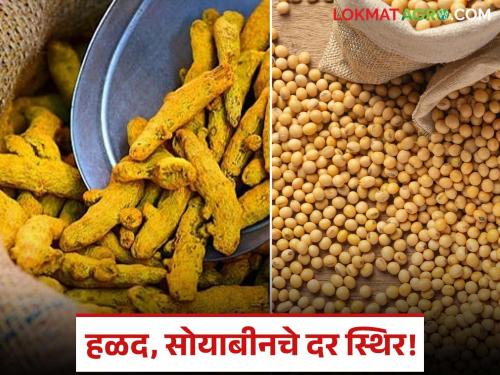 latest news Shetmal Bazaar Samiti: Soybean, turmeric stocks are still available; What if there is no guarantee of price hike? | Shetmal Bajar Samiti : सोयाबीन, हळद माल शिल्लकच; भाववाढीची शाश्वती मिळेना करायचे तरी काय?