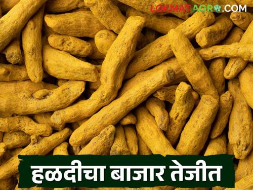 latest news Halad Market: Halad market is booming; Farmers benefit from price hike read in details | Halad Market : हळदीचा बाजार तेजीत; शेतकऱ्यांना दरवाढीचा फायदा वाचा सविस्तर