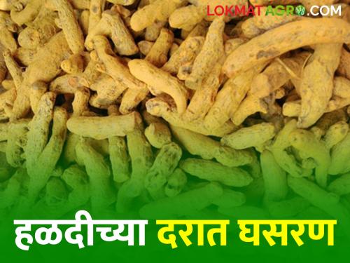 Turmeric Market Price As inflows into Washim's market increase; Fall in the price of turmeric | Turmeric Market Price वाशिमच्या बाजारात आवक वाढताच; हळदीच्या दरात घसरण